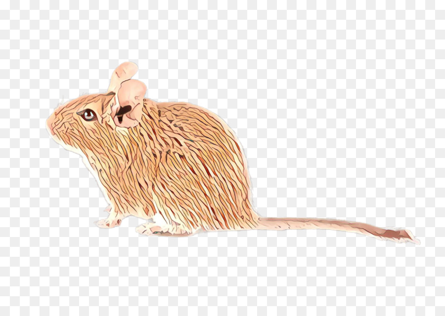 Mouse，Muridae PNG