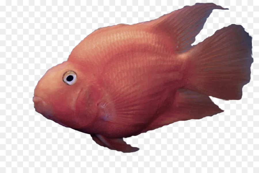 Peixe，Vermelho PNG