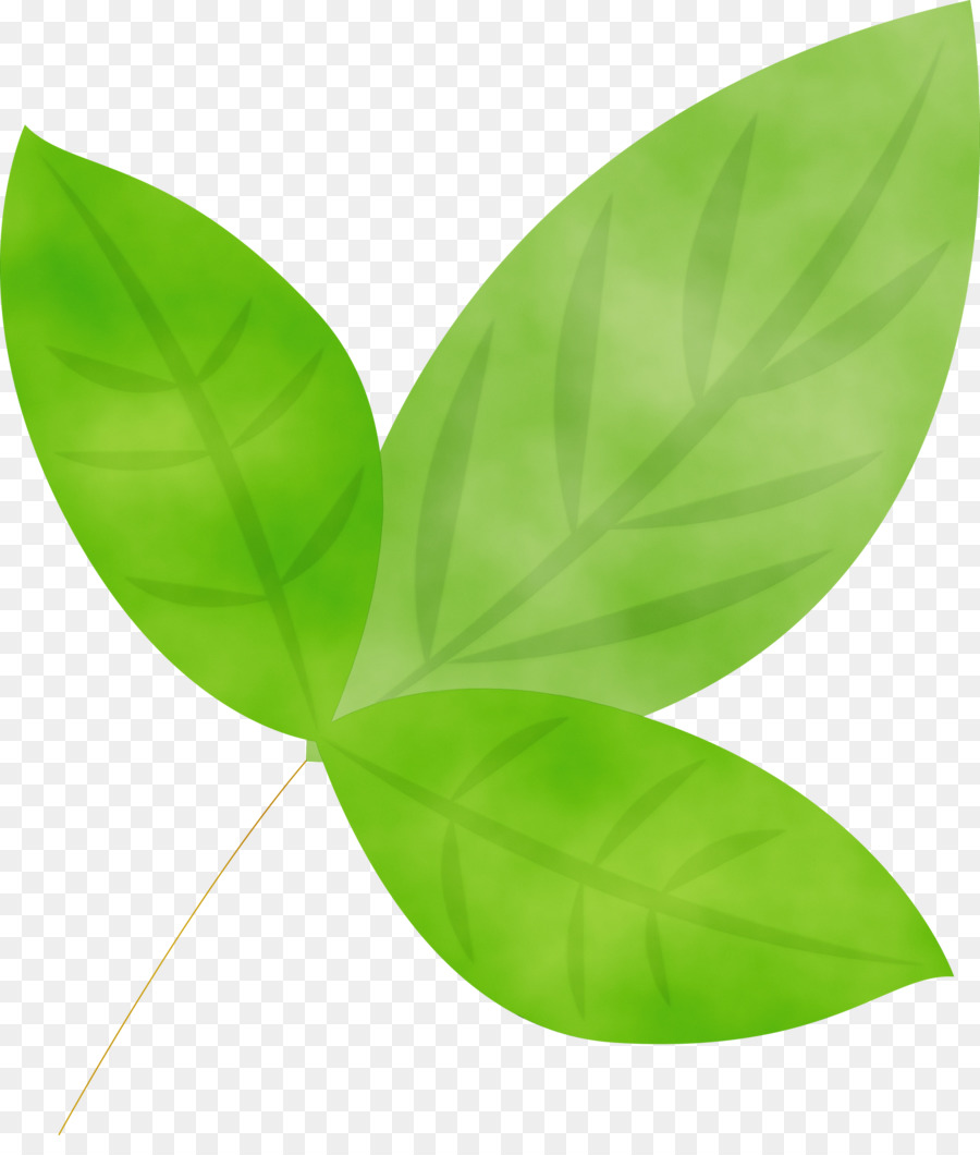 Folha，Verde PNG