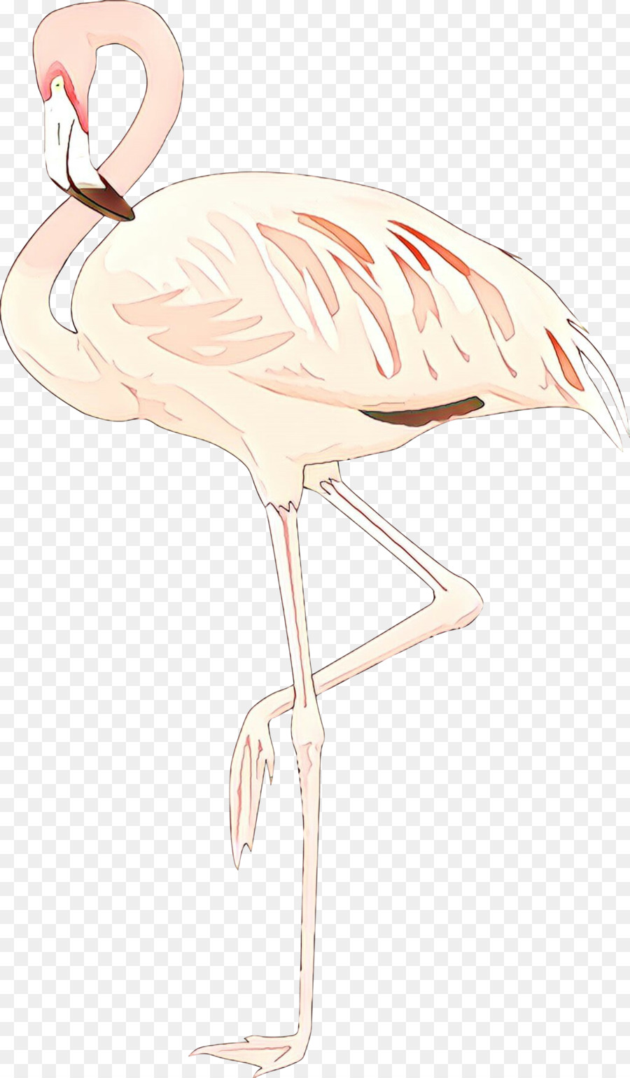 Flamingo，Pássaro PNG