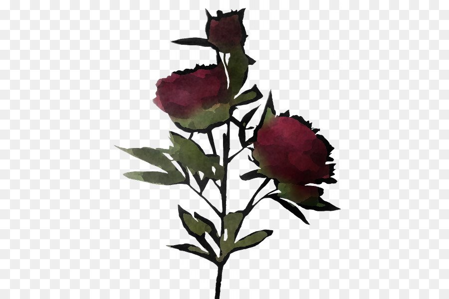 Rosa Vermelha，Botão PNG