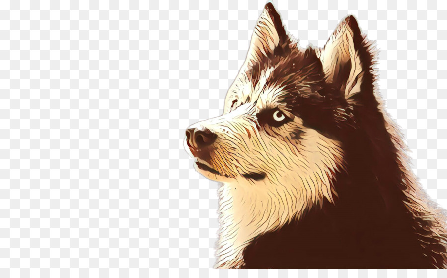 Cachorro，Husky Siberiano PNG