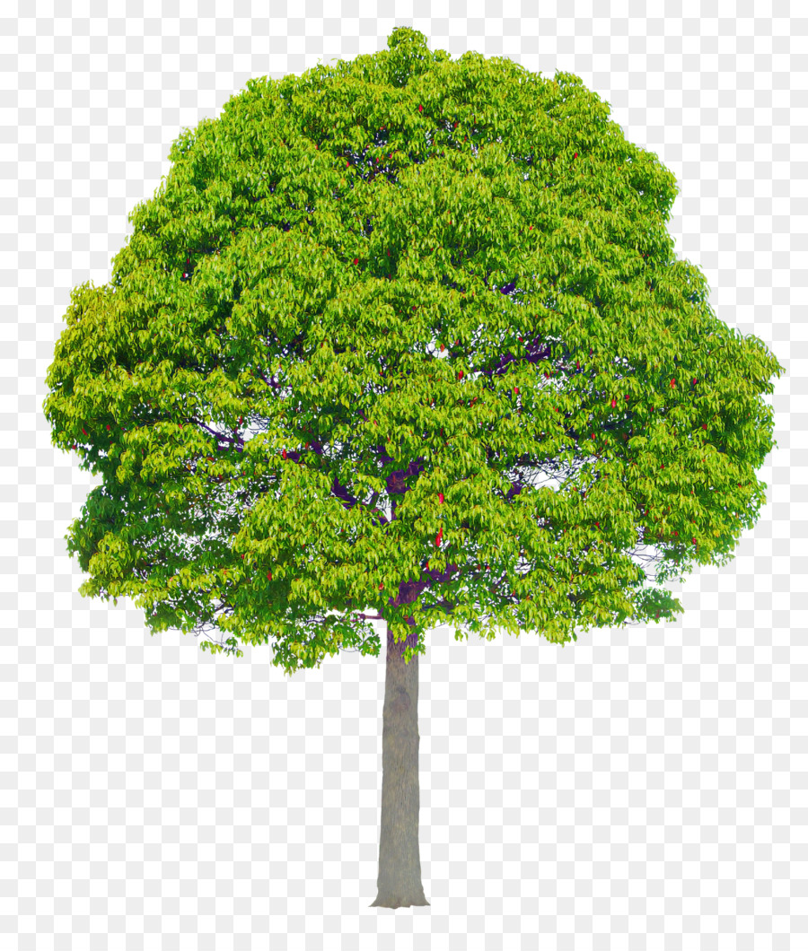 árvore，Planta PNG