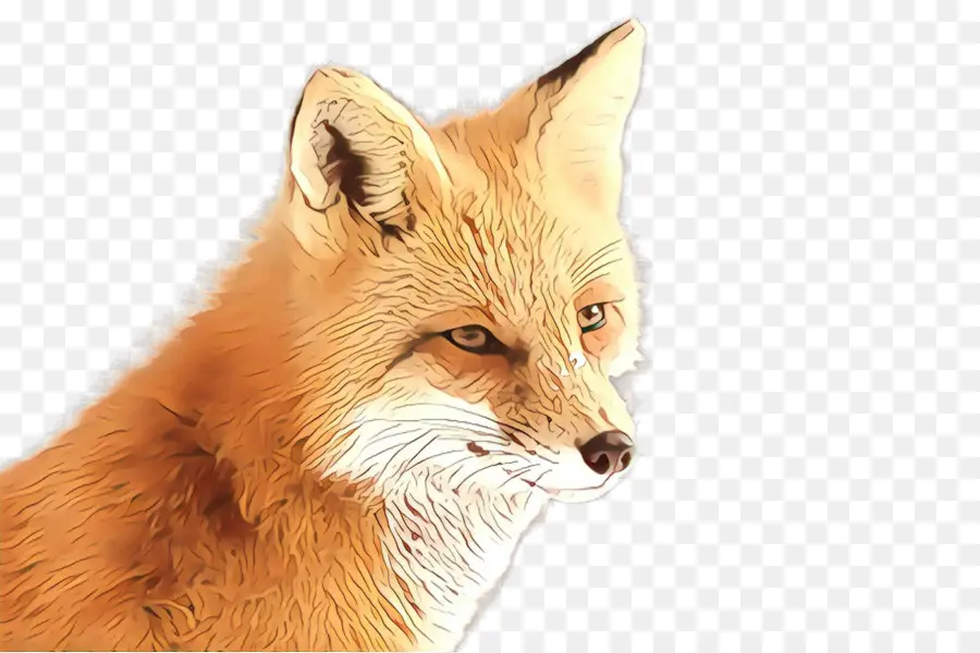 Raposa Vermelha，Fox PNG