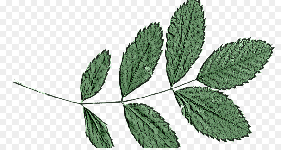 Folha，Planta PNG