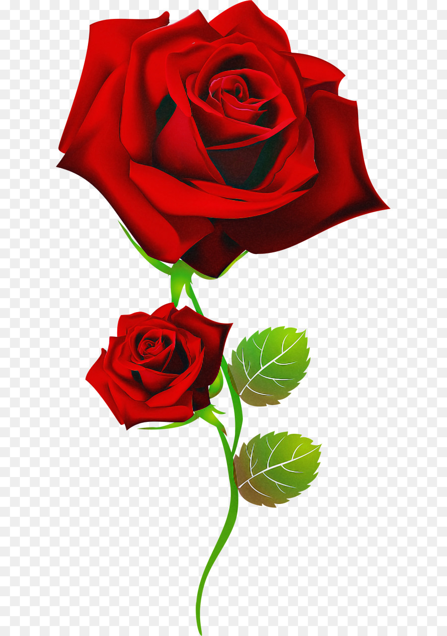 Rosa，Vermelho PNG