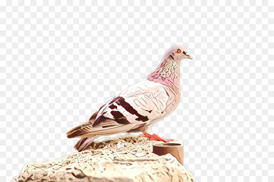 Aves，Pombos E Rolas PNG