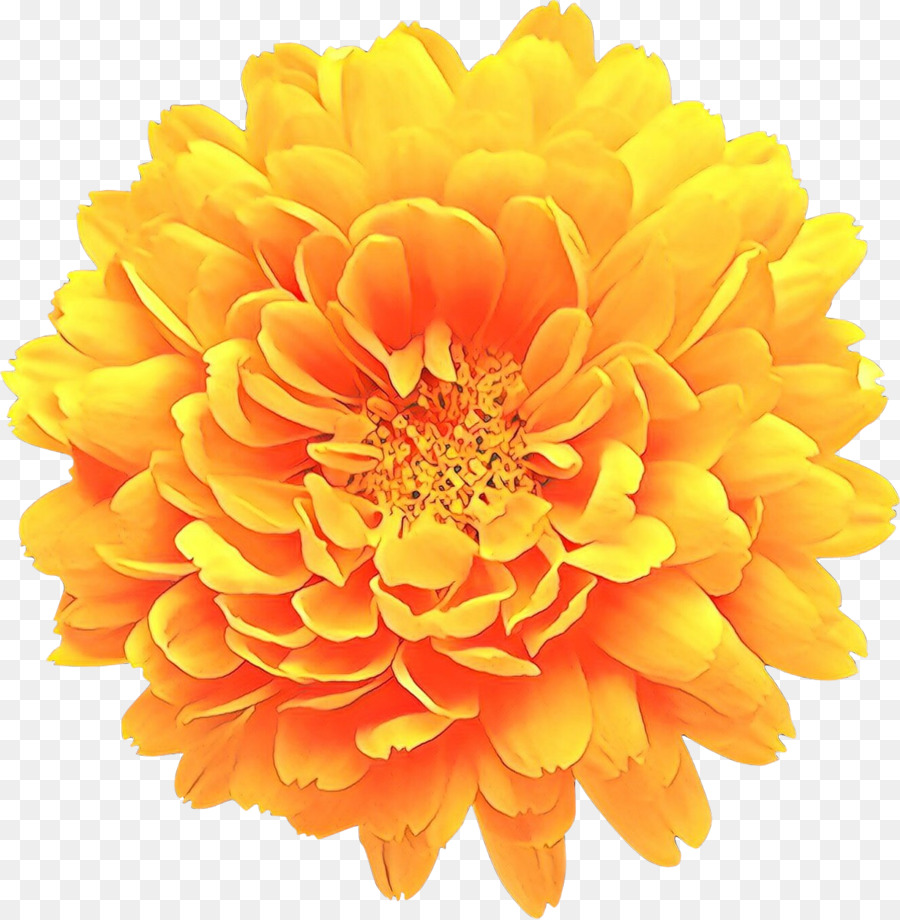 Flor，Laranja PNG