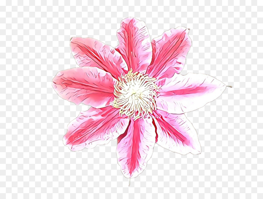 Cor De Rosa，Flor PNG