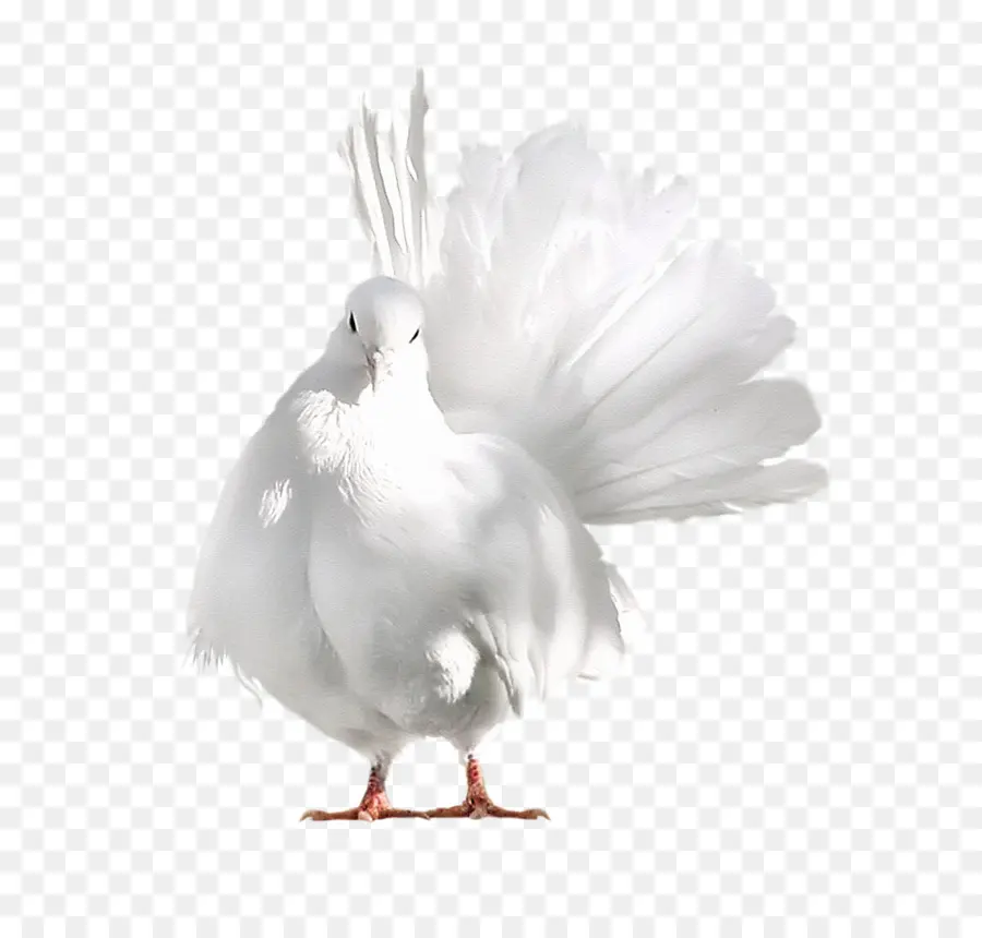 Aves，Branco PNG