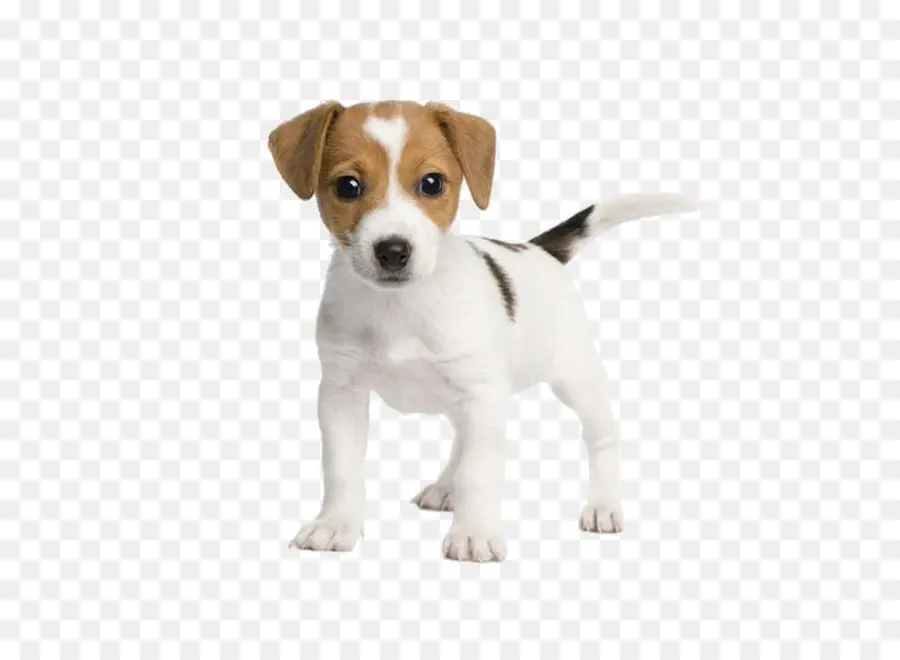 Cachorro，Filhote De Cachorro PNG