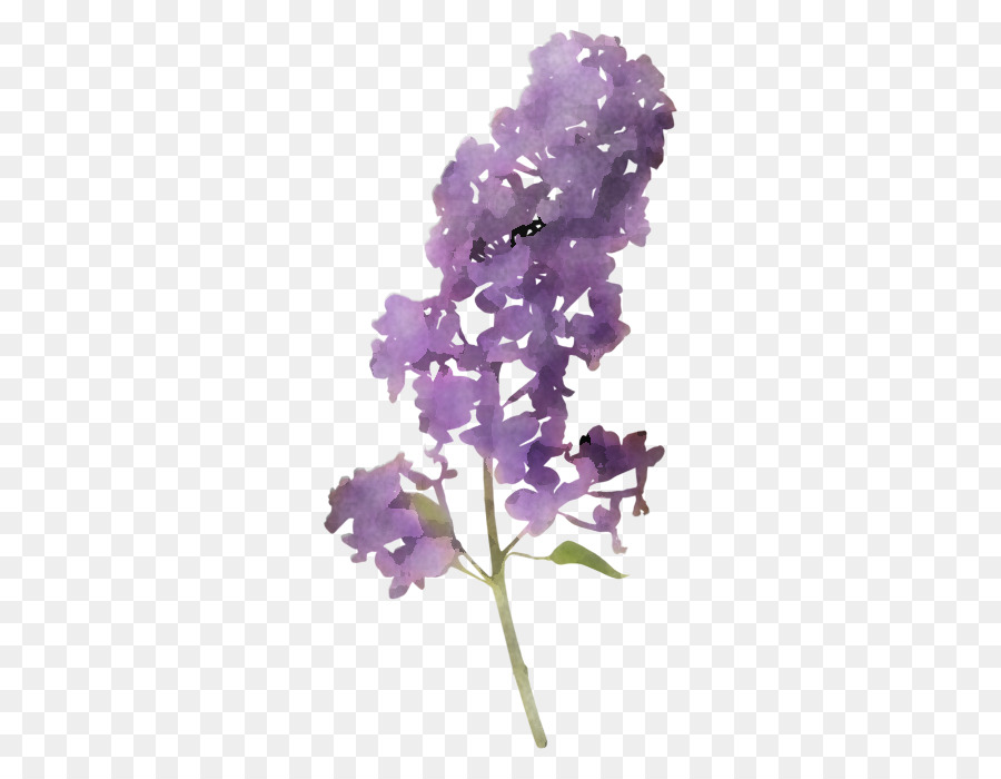Flor，Roxo PNG