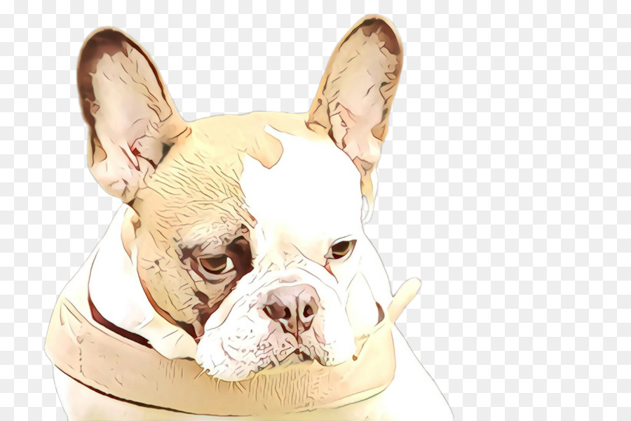 Cachorro，Bulldog Francês PNG