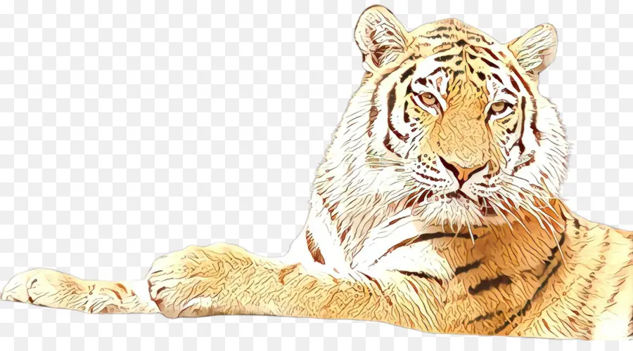 Tigre，Tigre De Bengala PNG