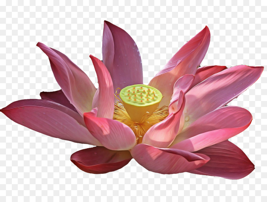 Cor De Rosa，Lotus Família PNG