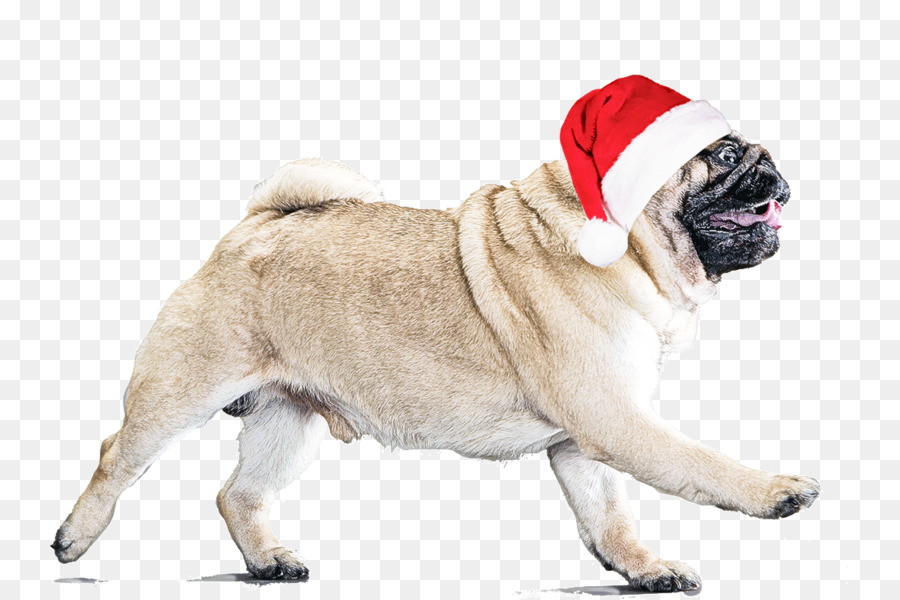 Cachorro，Pug PNG