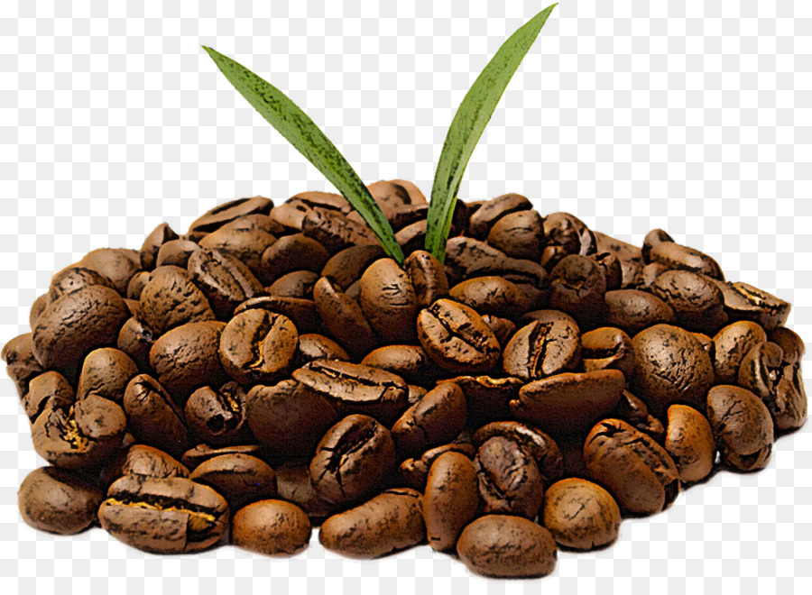 Jamaicano Blue Mountain Coffee，Planta PNG