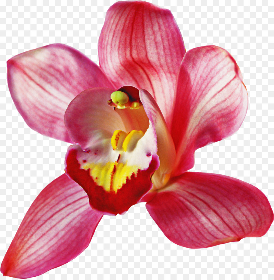 Orquídea Rosa，Florescer PNG