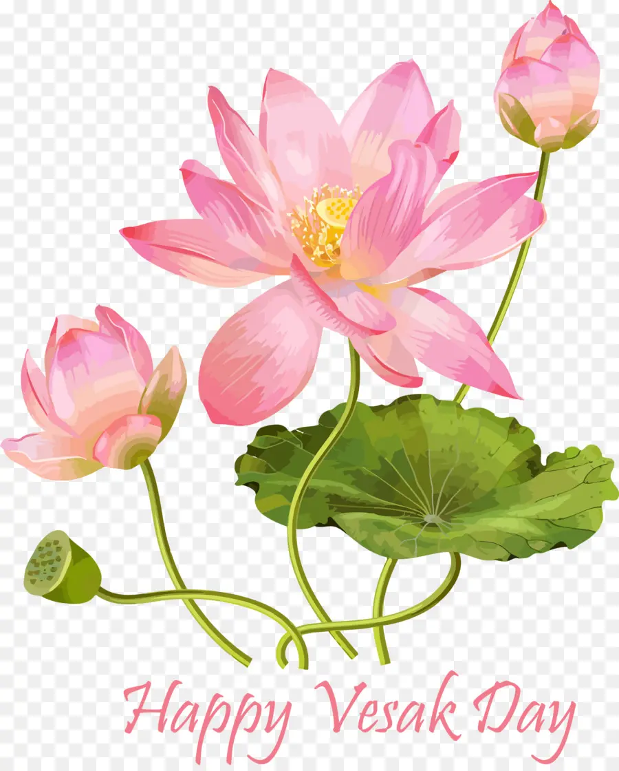 Flores De Lótus，Rosa PNG