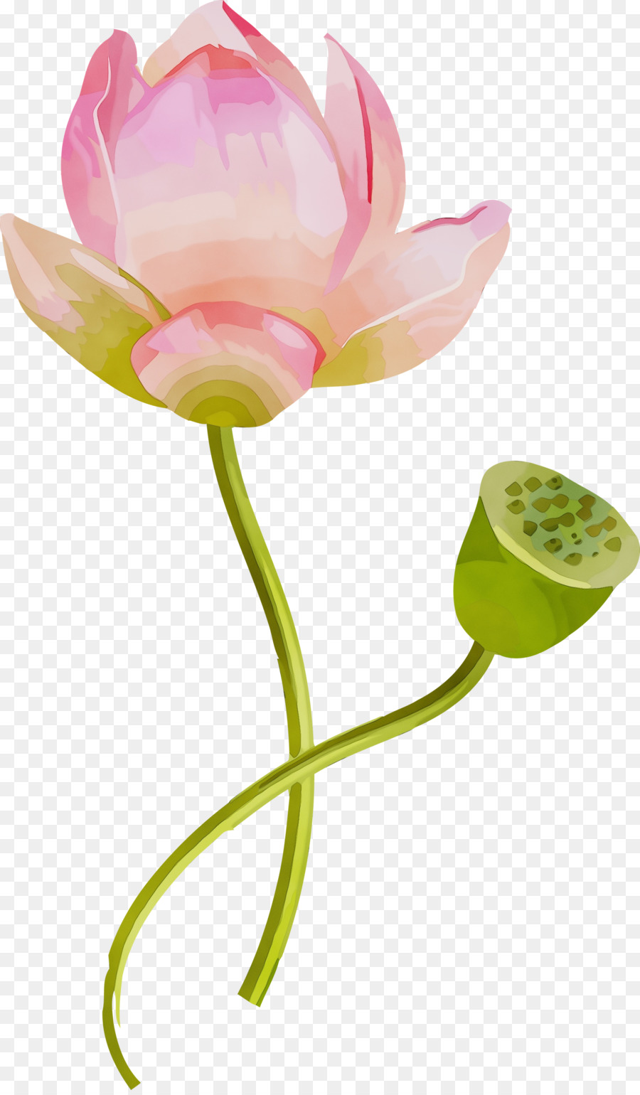 Flor，Lotus PNG