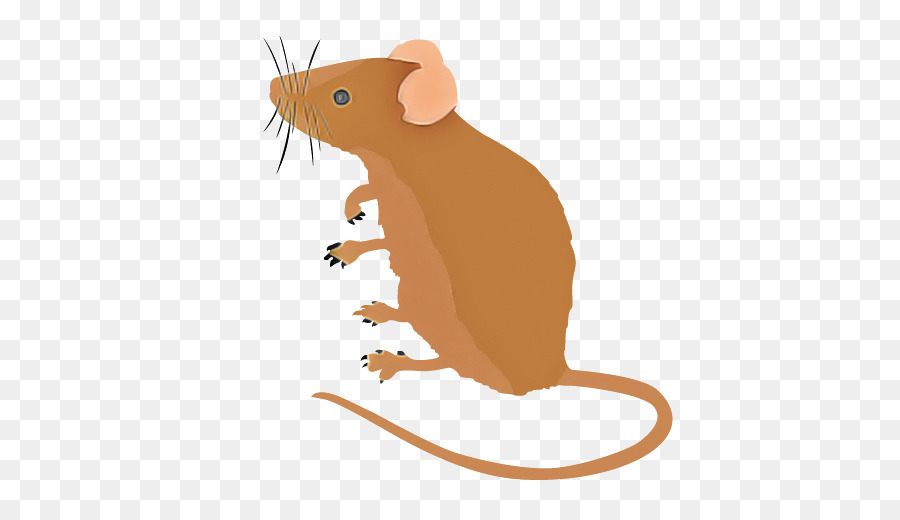 Rato，Roedor PNG