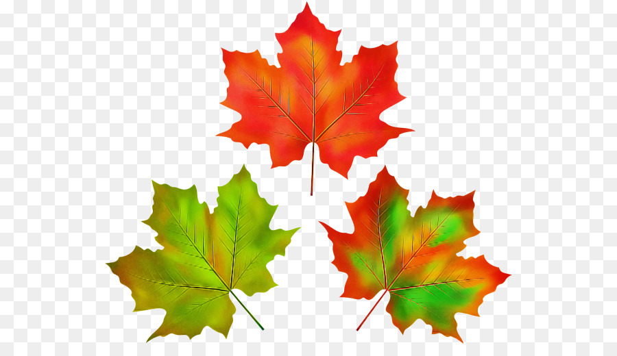 Folha，Maple Leaf PNG