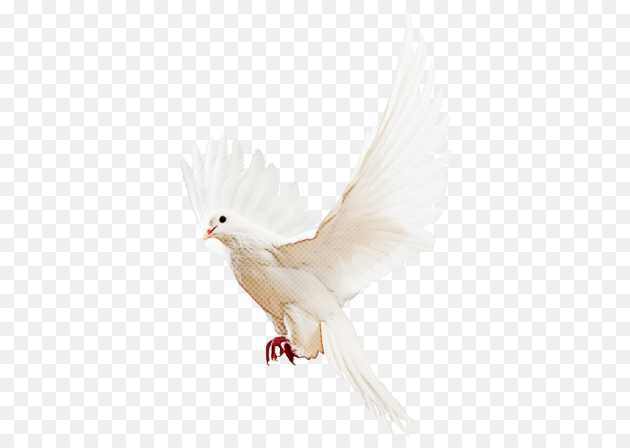 Branco，Aves PNG