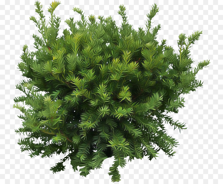 Planta，Pinho Branco PNG