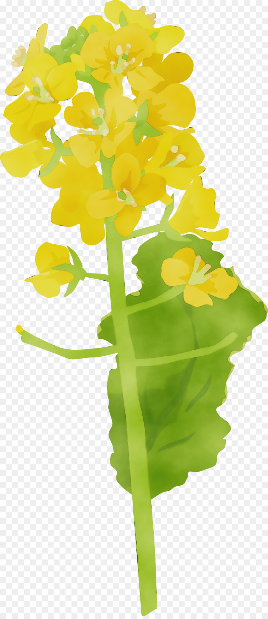 Flor，Amarelo PNG