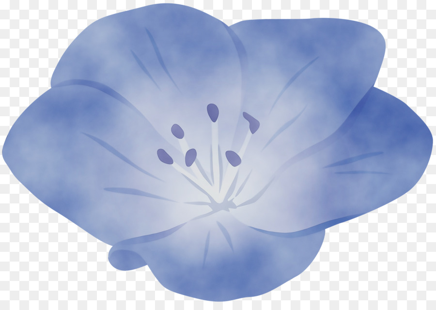 Flor Azul，Lírio PNG