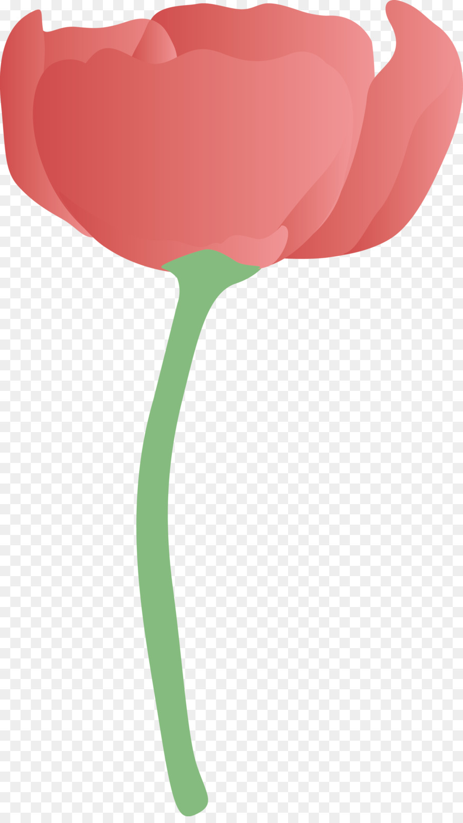 Tulip，Cor De Rosa PNG