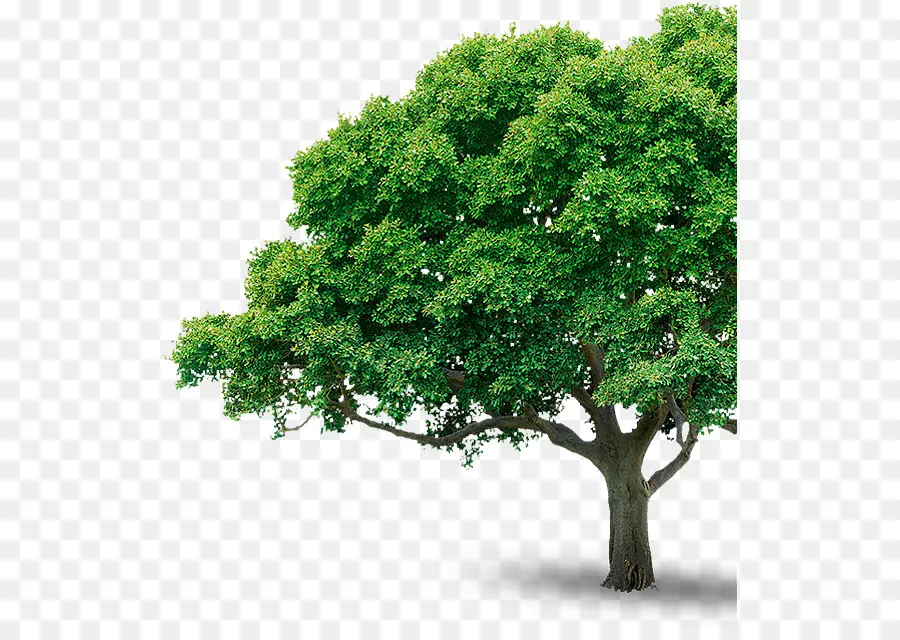 árvore，Plantar PNG