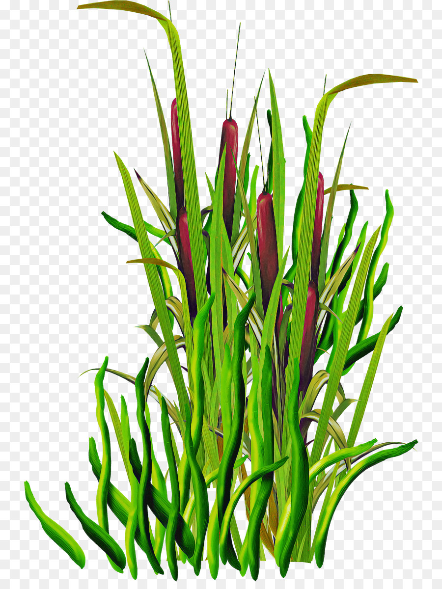 Planta，Grama PNG