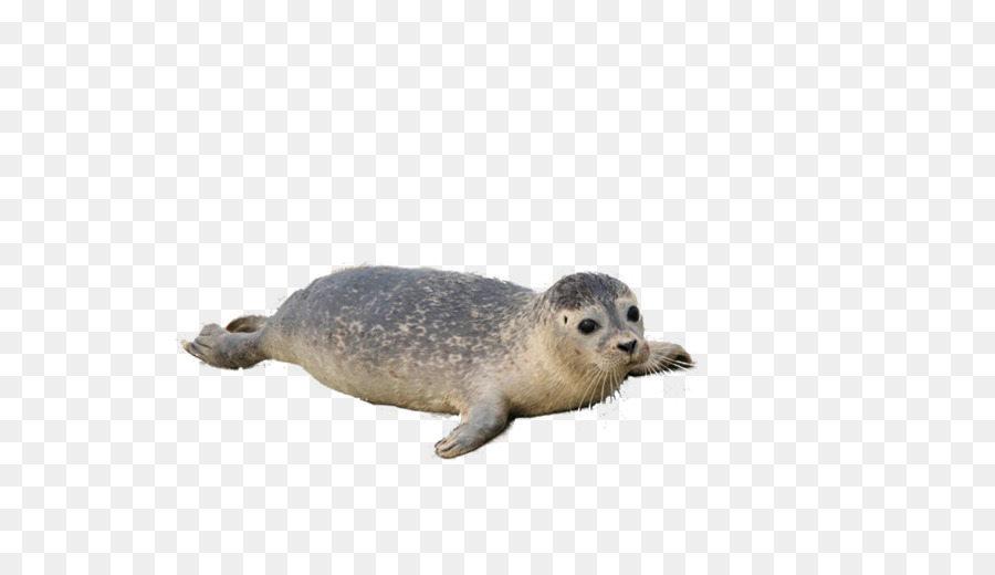 Selo，Seal Sem Ouvidos PNG