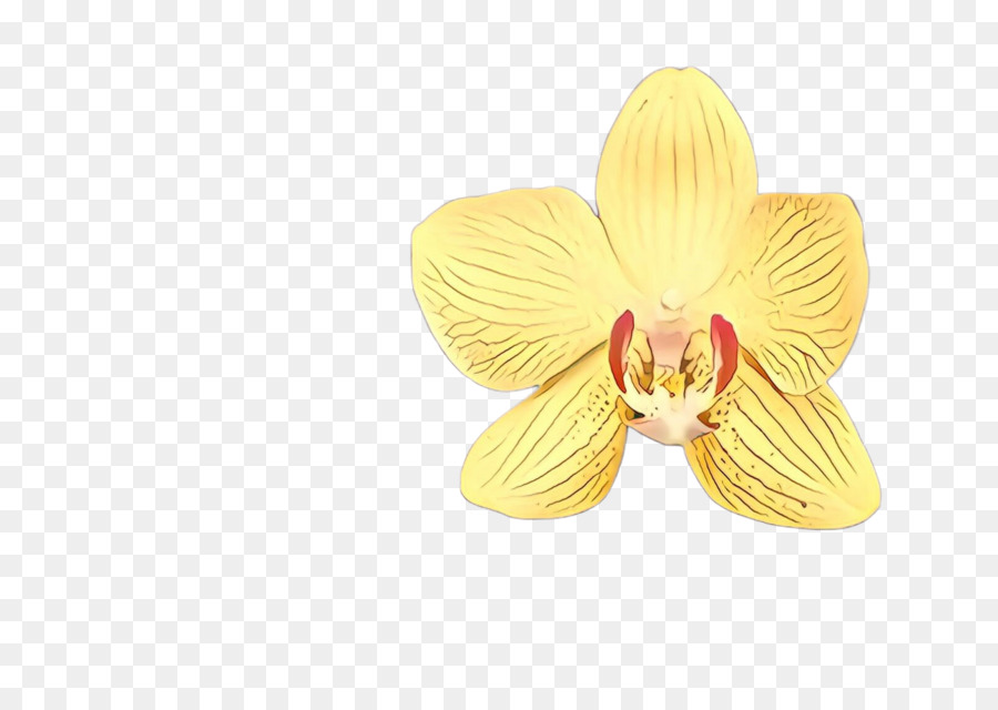 Amarelo，Pétala PNG
