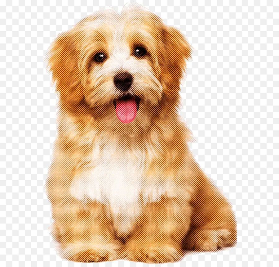 Cachorro，Filhote De Cachorro PNG