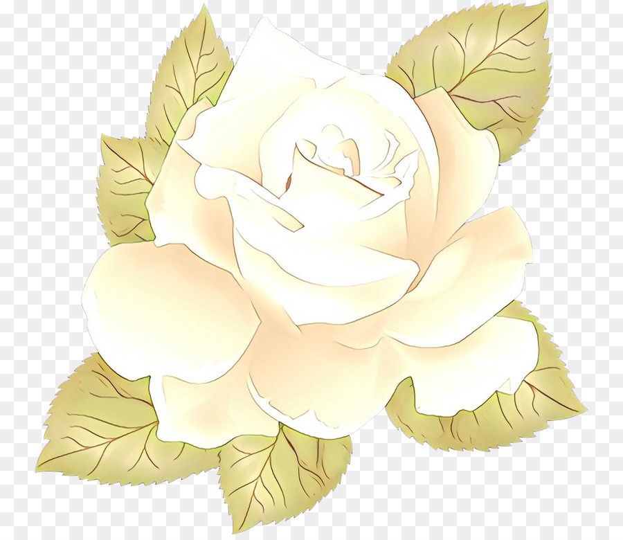 Rosa Branca，Florescer PNG