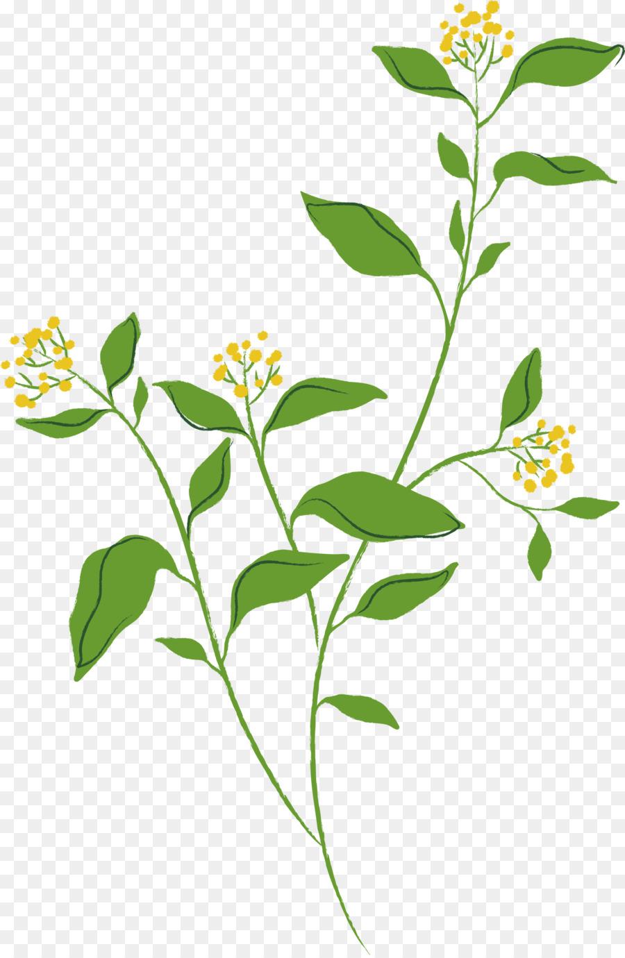 Flor，Planta PNG