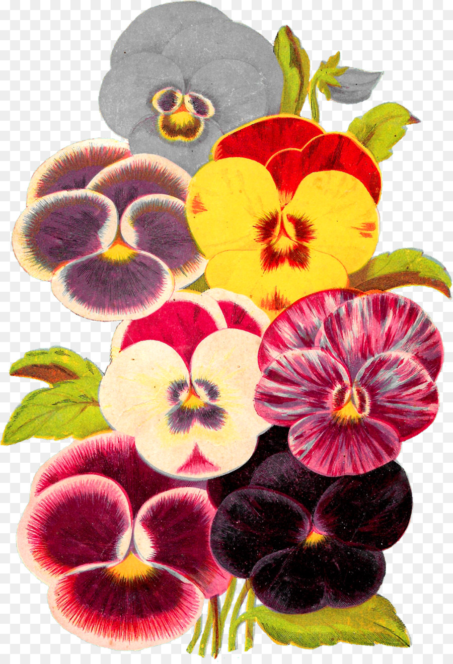 Flores，Amores Perfeitos PNG