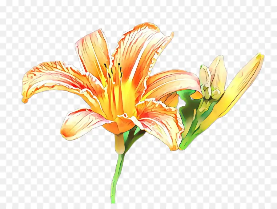 Flor，Lily PNG