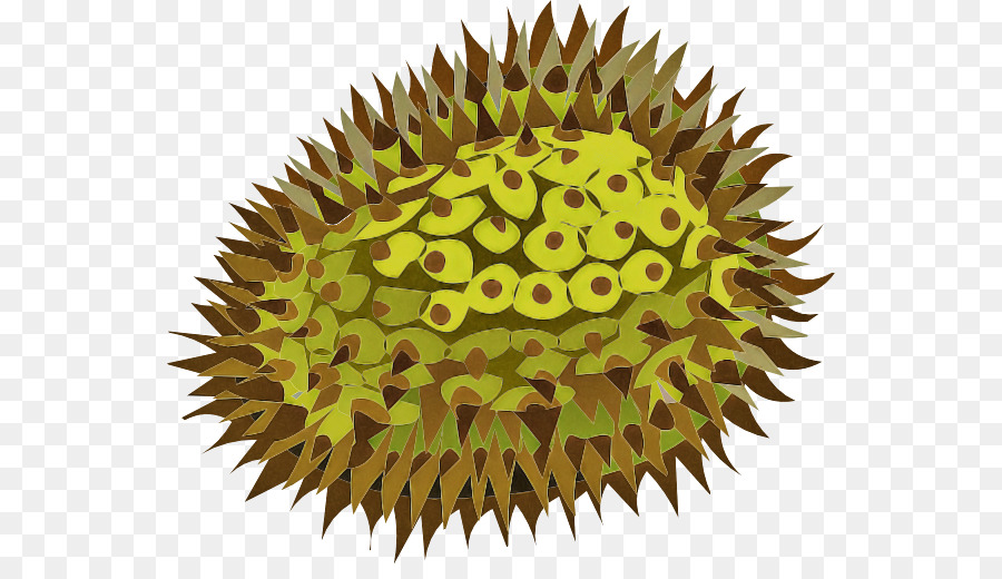 Durian，Frutas PNG