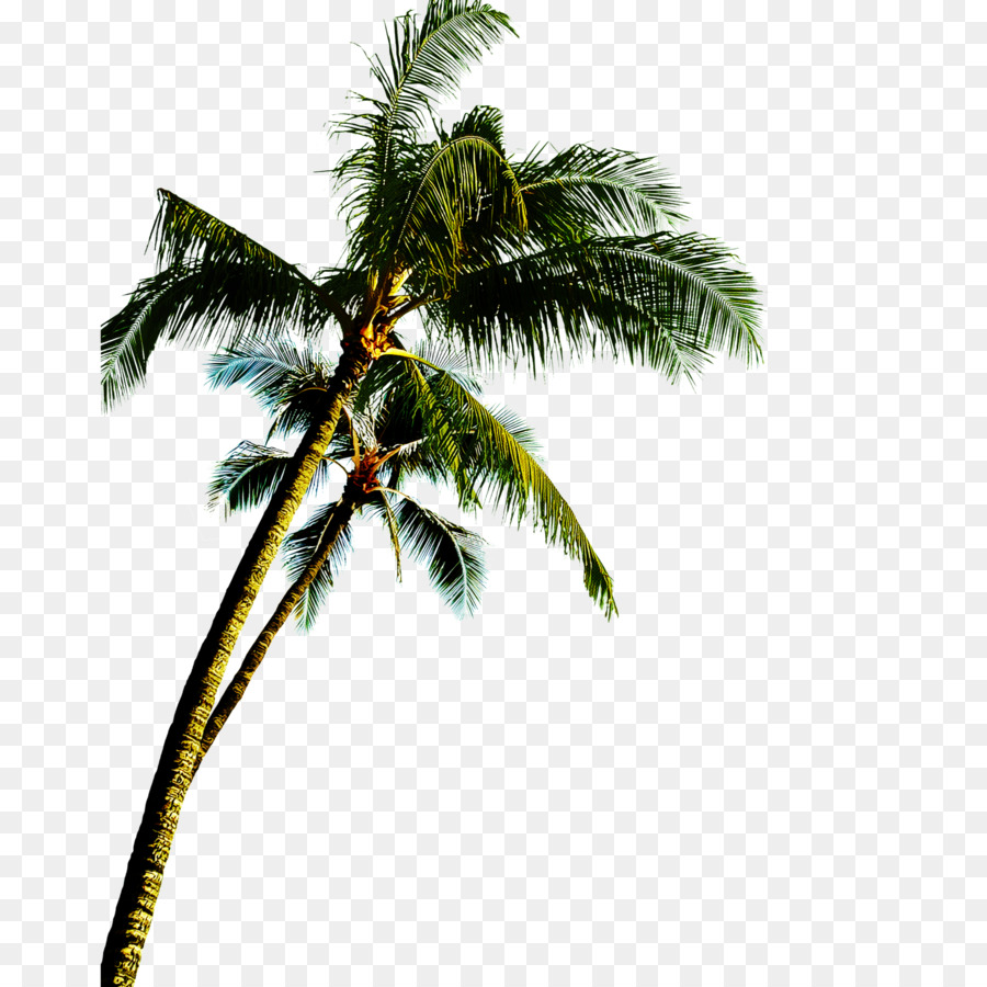 árvore，Palmeira PNG