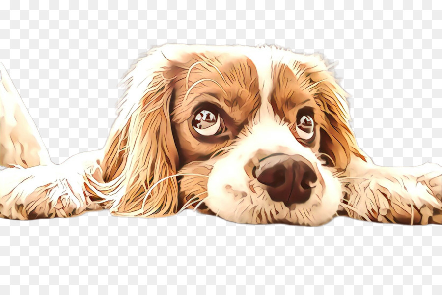 Cachorro，King Charles Spaniel PNG