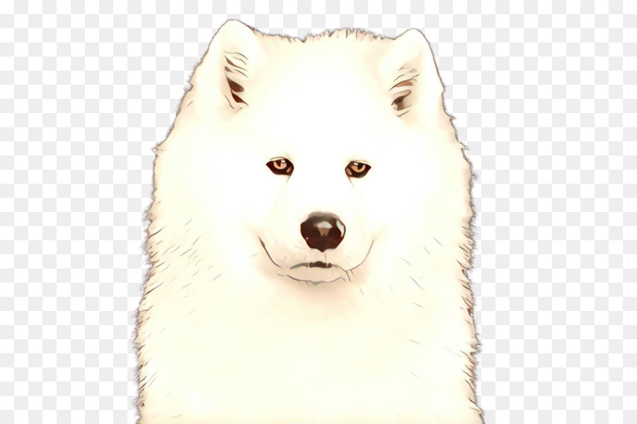 Cachorro，Samoyed PNG