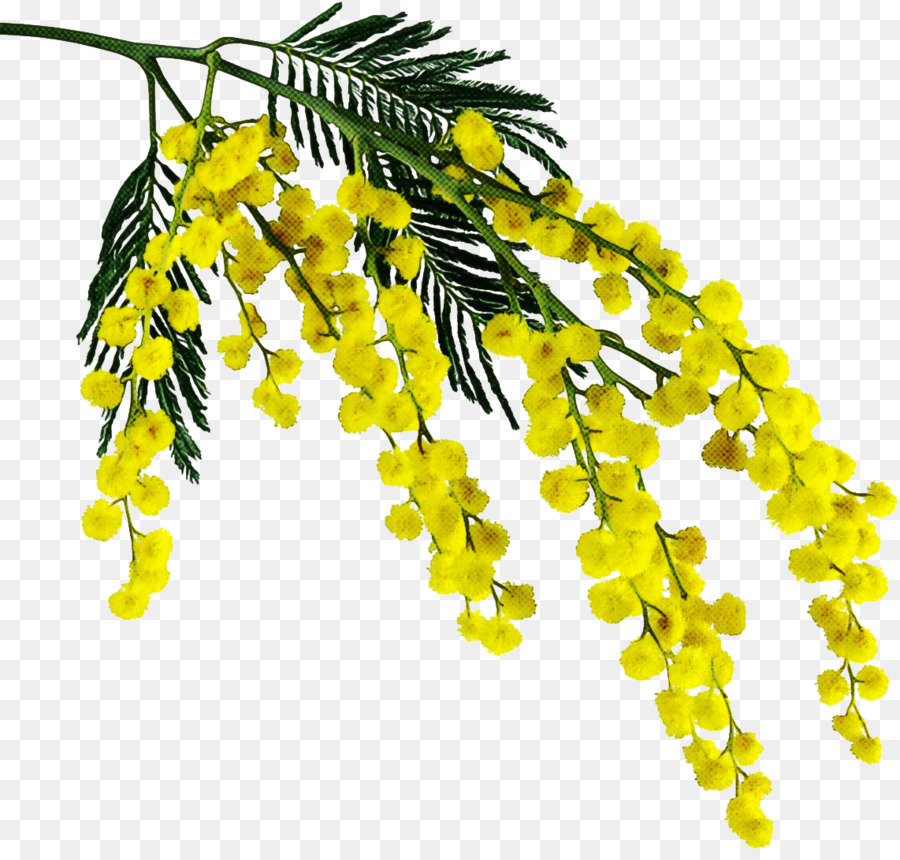 Amarelo，Planta PNG