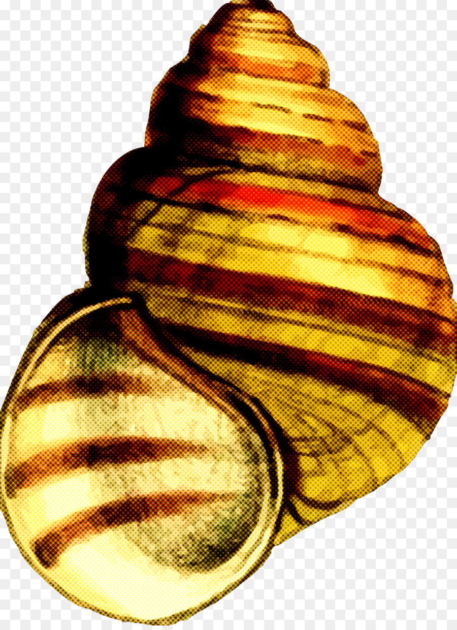 O Caracol Marinho，Shell PNG