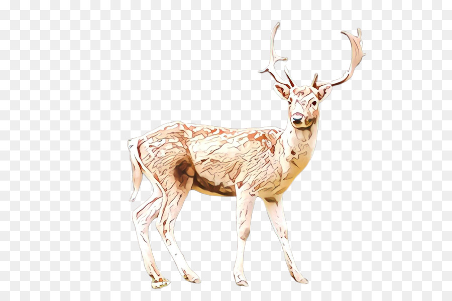 Deer，A Vida Selvagem PNG