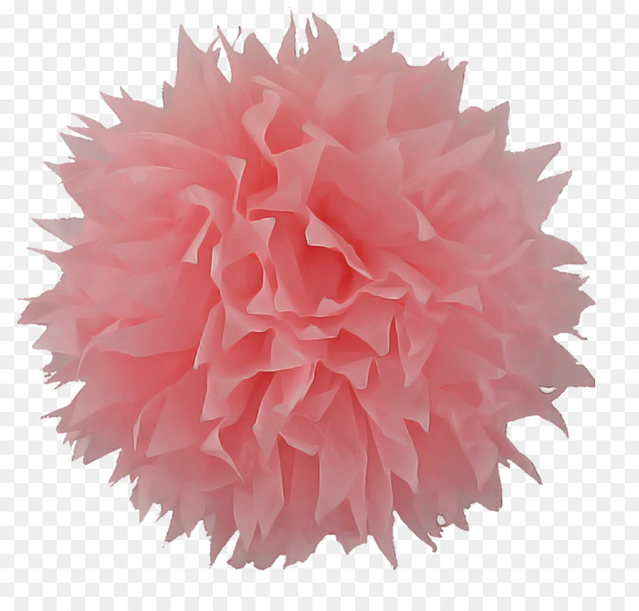 Cor De Rosa，Pompom PNG