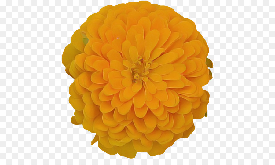 Amarelo，Laranja PNG