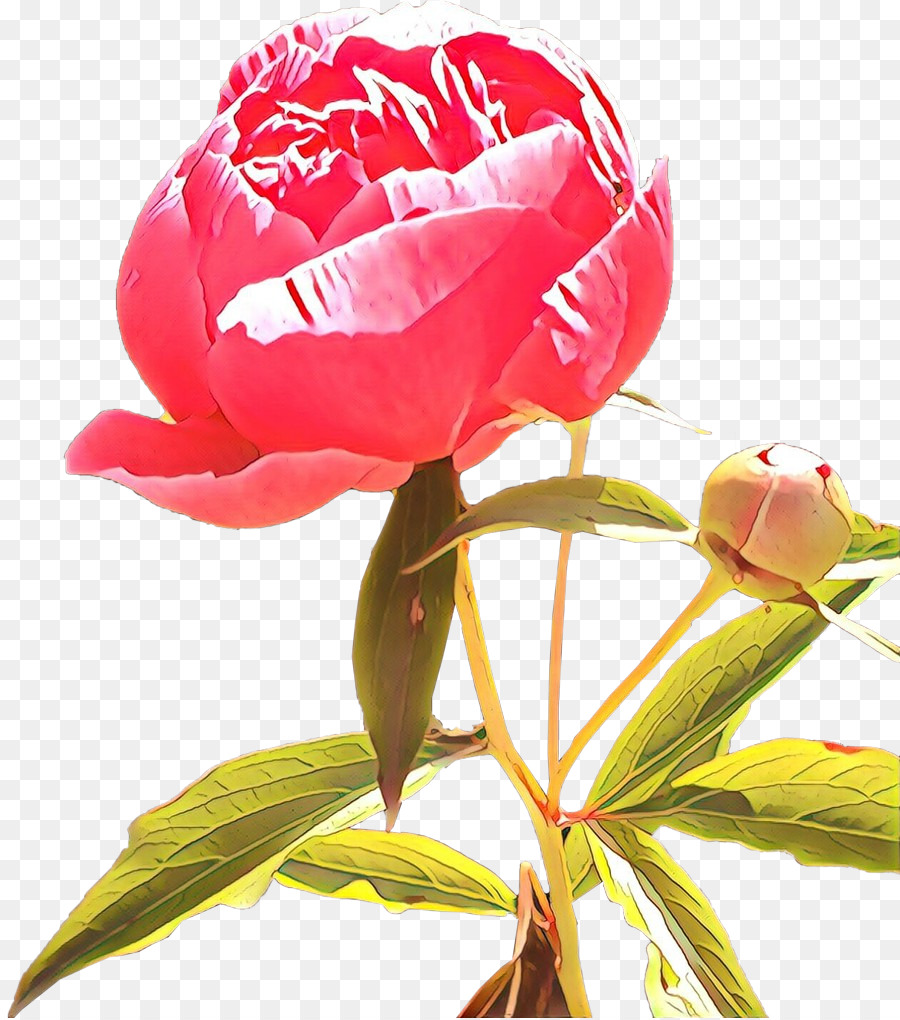 Flor Rosa，Flor PNG